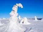 Boreal forest in snow in the Taiga of Finland at Mt. Iso Pyhatunturi. Winter in Salla NP in Lapland Art Print